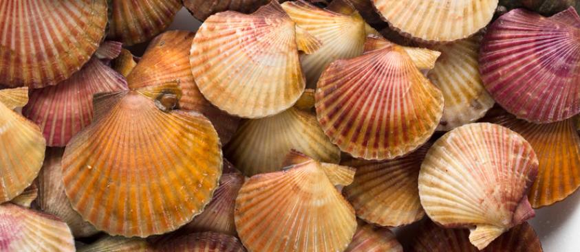 VARIEGATED SCALLOP